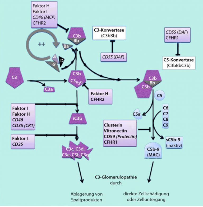 Dichteabhängig Und Dichteunabhängige Faktoren MPGN, C3G, DDD | Selbsthilfegruppe für komplementvermittelte Erkrankungen